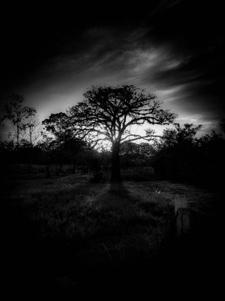 istock Trees silhouette at the sunset or sunrise. 1148039389