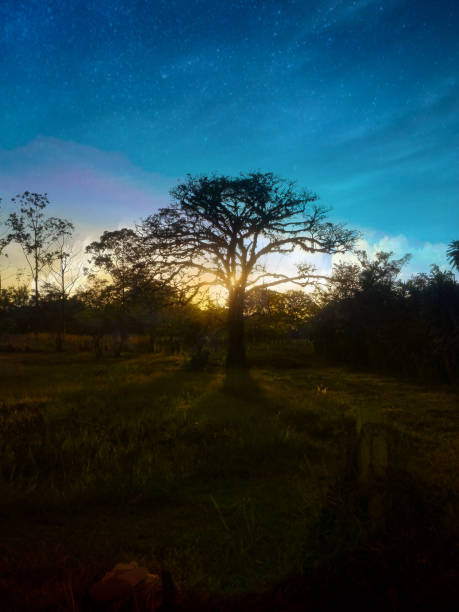 istock Trees silhouette at the sunset or sunrise. 1148039452