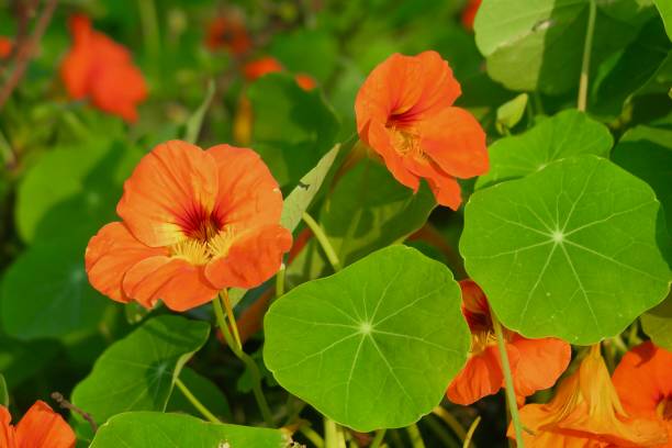 Full-frame image close-up of red and orange nasturtiums, annual nasturtium flowers (tropaeolum majus) photo Photo showing some annual red and orange nasturtium flowers that have been planted as companion plants, so that they will act as a 'trap crop'. tropaeolum majus garden nasturtium indian cress or monks cress stock pictures, royalty-free photos & images