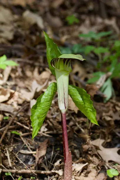Photo of Macro view of an uncultivated jack-in-the-pulpit wildflower growing in a woodland forest