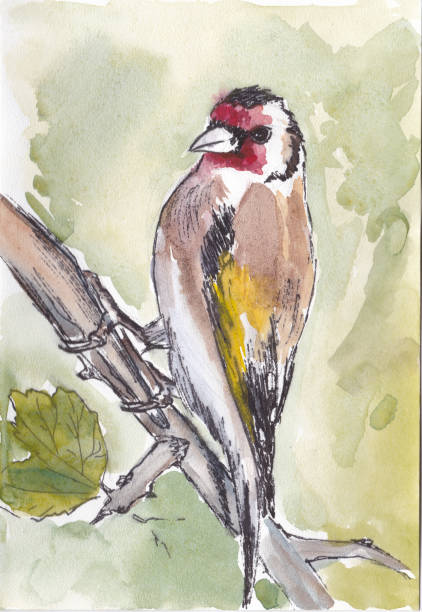 goldfinch vector art illustration