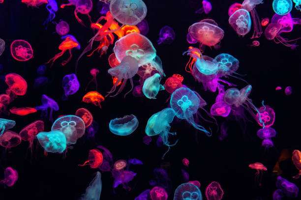 bunte quallen unter wasser. quallen, die sich im wasser bewegen. - jellyfish translucent sea glowing stock-fotos und bilder
