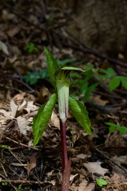 Photo of Macro view of an uncultivated jack-in-the-pulpit wildflower growing in a woodland forest