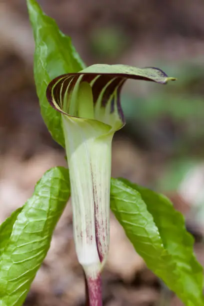 Photo of Macro view of an uncultivated jack-in-the-pulpit wildflower growing in a woodland forest