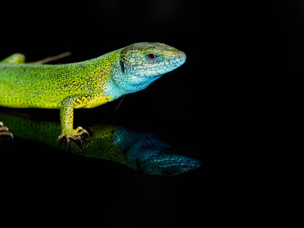istock European green lizard, Lacerta viridis 1148045089