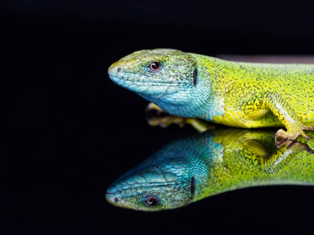 istock European green lizard, Lacerta viridis 1148045090