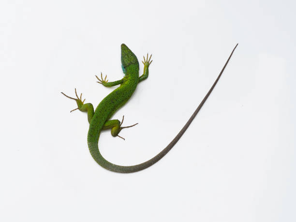 istock European green lizard, Lacerta viridis 1148045104
