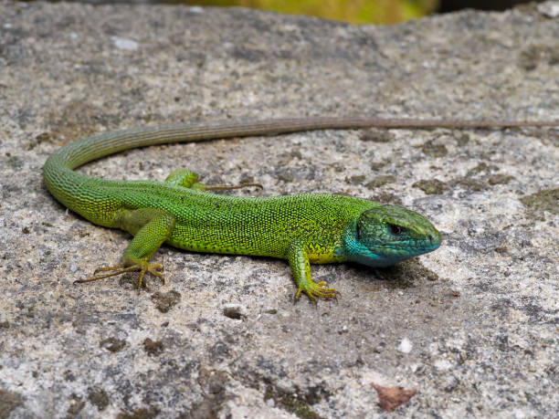 istock European green lizard, Lacerta viridis 1148045108