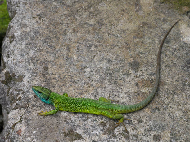 istock European green lizard, Lacerta viridis 1148045109