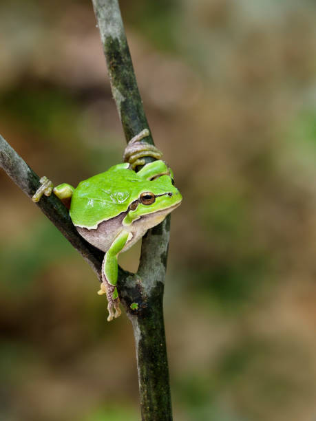 istock European tree frog, Hyla arborea 1148045160