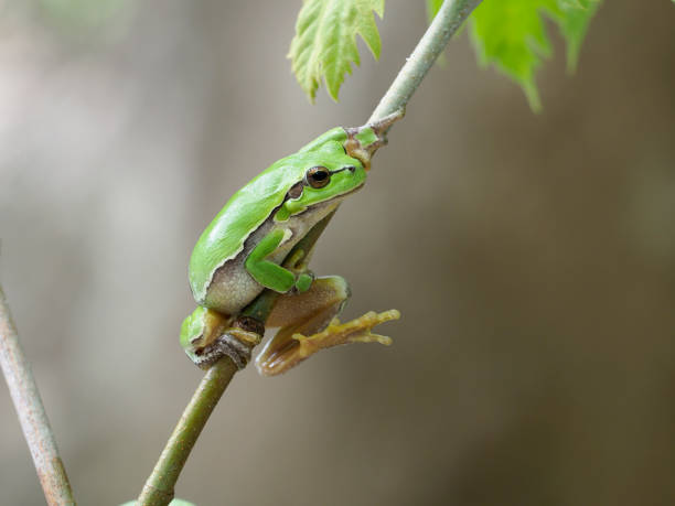 istock European tree frog, Hyla arborea 1148045164
