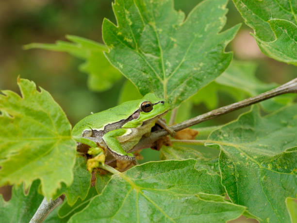istock European tree frog, Hyla arborea 1148045176