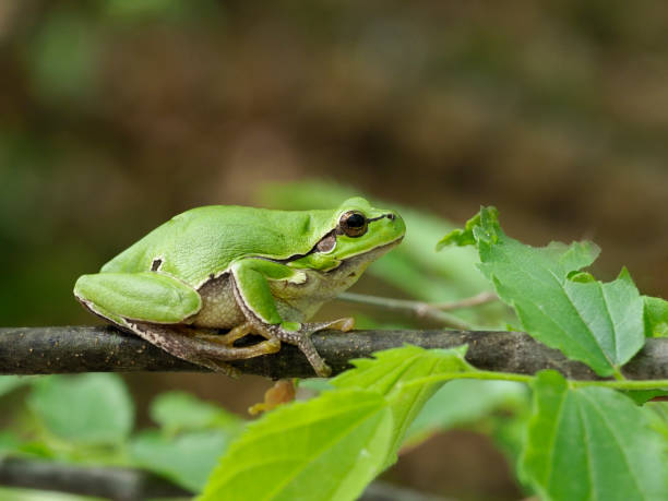 istock European tree frog, Hyla arborea 1148045182