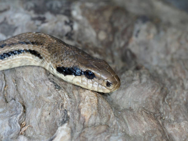 istock Four-lined snake, Elaphe quatuorlineata 1148045189