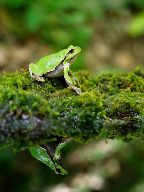 istock European tree frog, Hyla arborea 1148045198