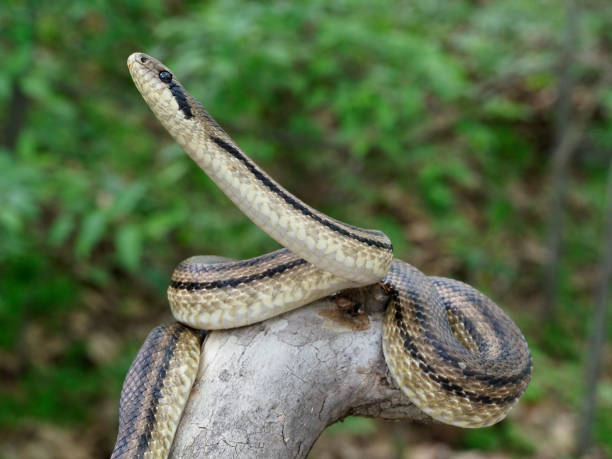 istock Four-lined snake, Elaphe quatuorlineata 1148045210