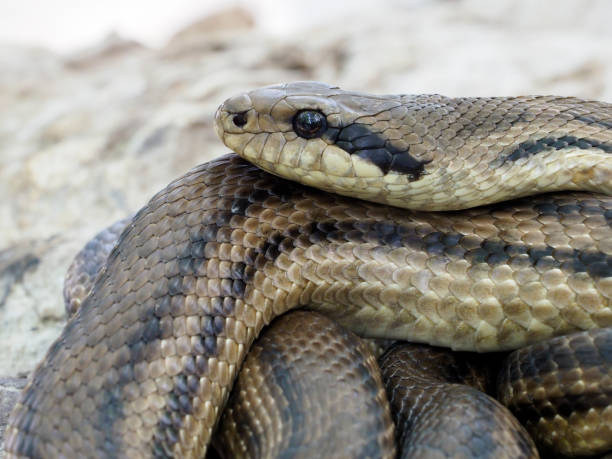 istock Four-lined snake, Elaphe quatuorlineata 1148045211