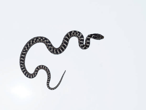 istock Four-lined snake, Elaphe quatuorlineata 1148045213