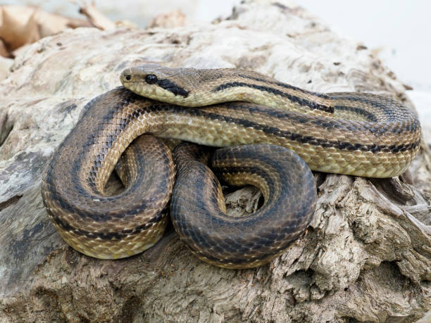 istock Four-lined snake, Elaphe quatuorlineata 1148045245