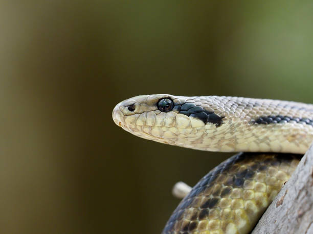 istock Four-lined snake, Elaphe quatuorlineata 1148045258