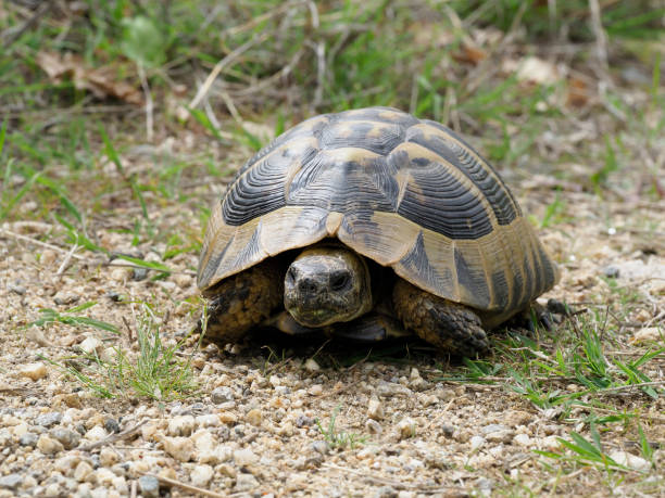 istock Hermann's tortoise, Testudo hermanni 1148045281