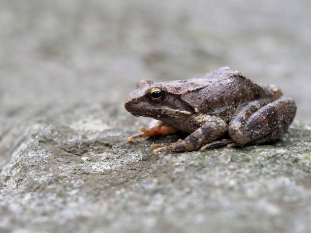 istock Greek stream frog, Rana graeca 1148045296