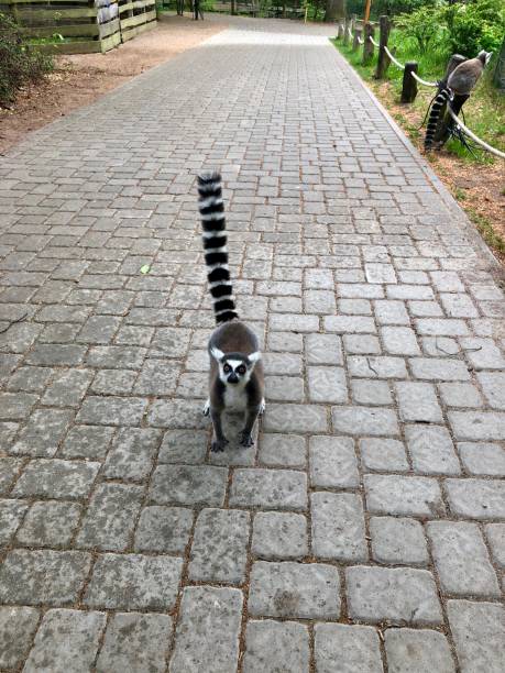 a lemur runs along a paved path towards the camera