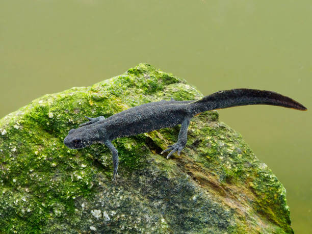 istock Balkan crested newt or Buresch's crested newt Triturus ivanbureschi 1148045352