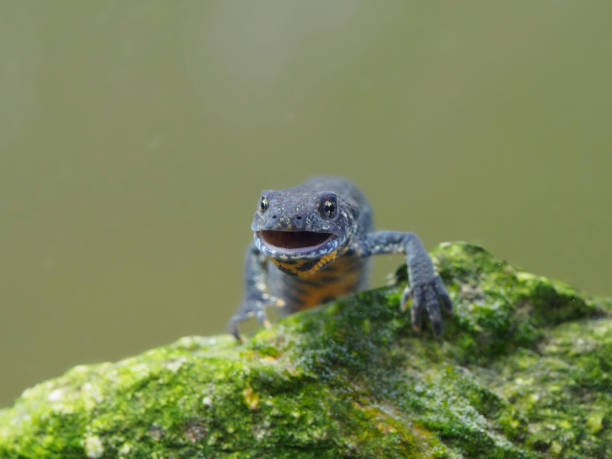 istock Balkan crested newt or Buresch's crested newt Triturus ivanbureschi 1148045357