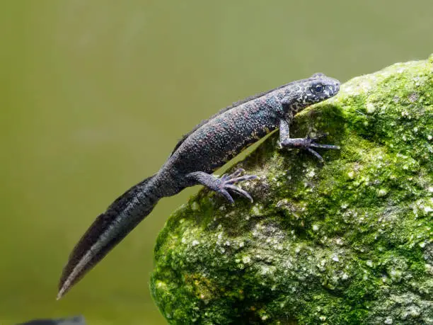 Balkan crested newt or Buresch's crested newt Triturus ivanbureschi, Bulgaria, April 2019