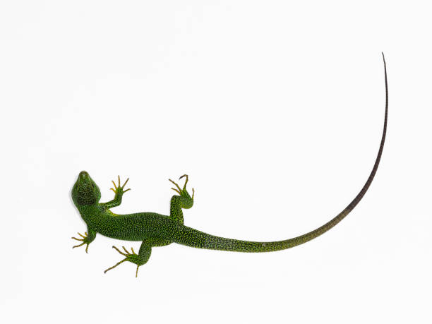 istock Balkan green lizard, Lacerta trilineata 1148045369