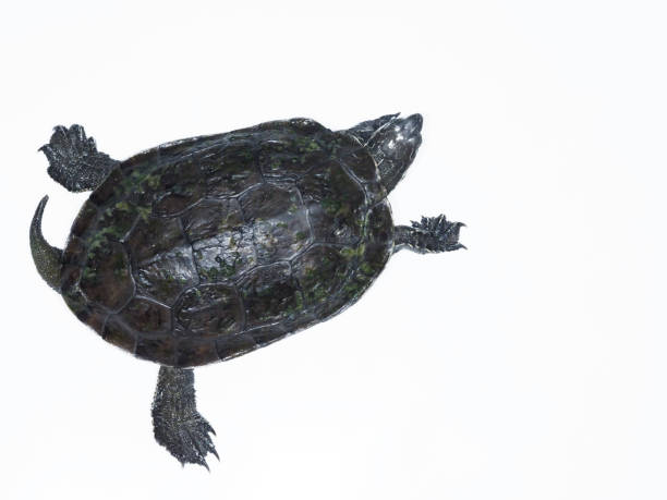 istock Caspian turtle or stripe necked turtle, Mauremys caspica 1148045392