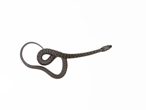 istock Says Snake, Natrix tessellata 1148045414
