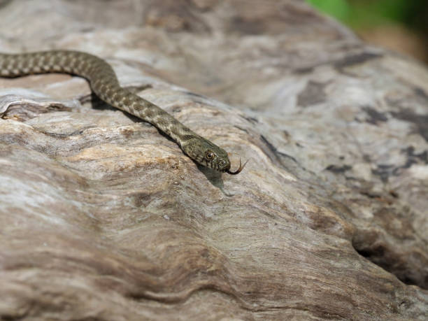 istock Says Snake, Natrix tessellata 1148045431