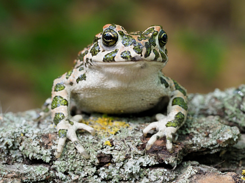 European green toad, Bufo viridis, Bulgaria, April 2019