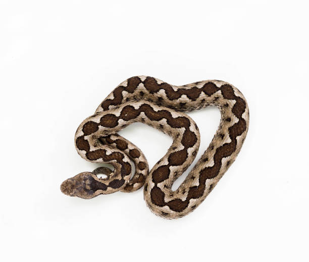istock Nose-horned viper, Vipera ammodytes 1148046067