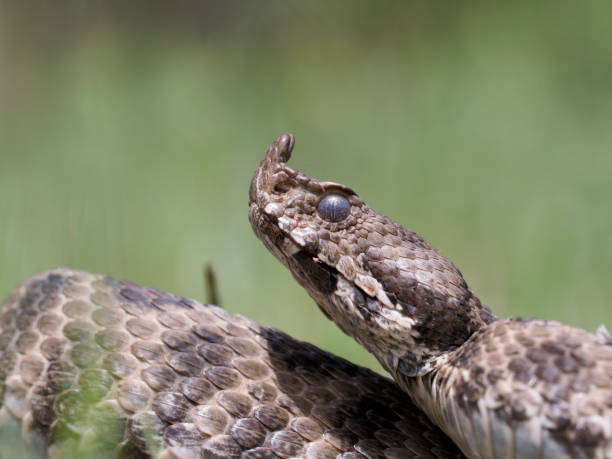 istock Nose-horned viper, Vipera ammodytes 1148046068
