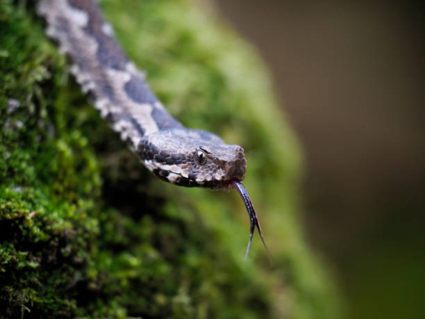 istock Nose-horned viper, Vipera ammodytes 1148046070