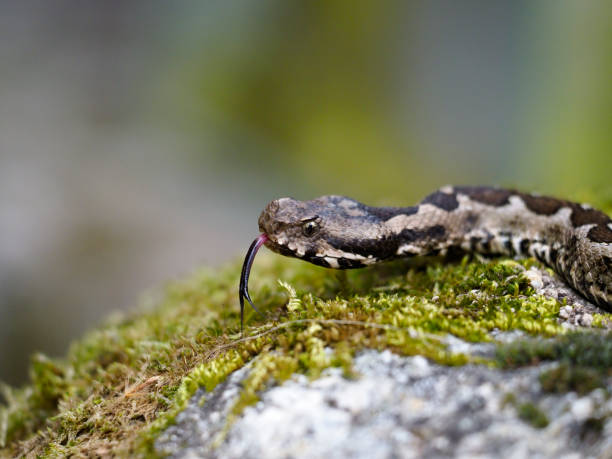 istock Nose-horned viper, Vipera ammodytes 1148046073