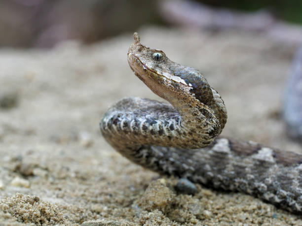 istock Nose-horned viper, Vipera ammodytes 1148046079