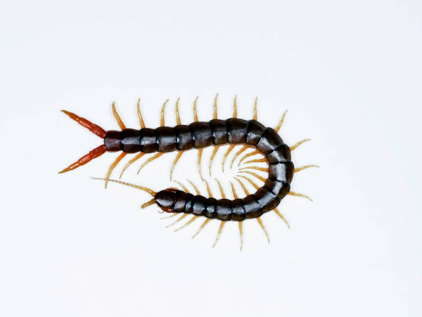 istock Scolopendra cingulata, also known as Megarian banded centipede and the Mediterranean banded centipede 1148046096