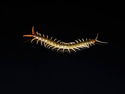 Scolopendra cingulata, also known as Megarian banded centipede and the Mediterranean banded centipede, Bulgaria, April 2019