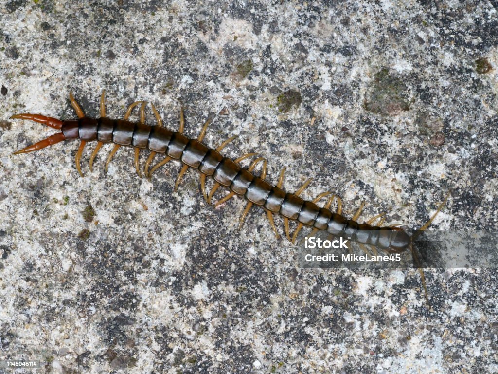 Scolopendra Cingulata Còn Được Gọi Là Rết Băng Megarian Và Rết Dải ...