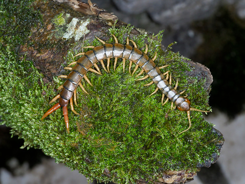 Scolopendra cingulata, also known as Megarian banded centipede and the Mediterranean banded centipede, Bulgaria, April 2019