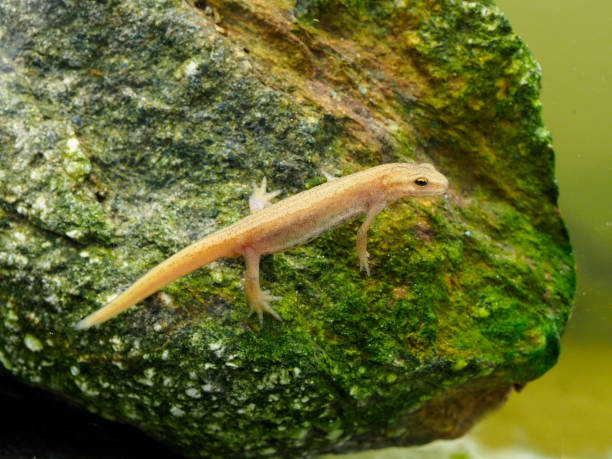istock Smooth newt or common newt, Lissotriton vulgaris 1148046205