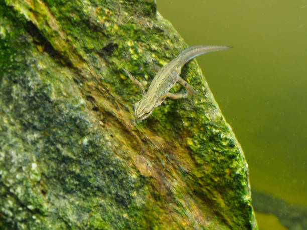istock Smooth newt or common newt, Lissotriton vulgaris 1148046224