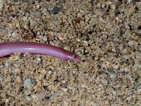 European worm snake or blind snake, Typhlops vermicularis, Bulgaria, April 2019