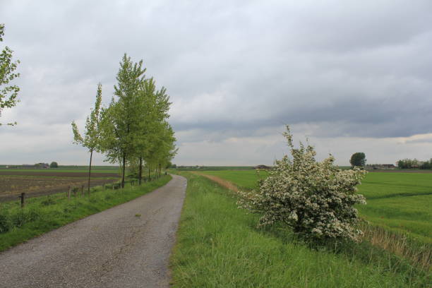 a road in the polder in zeeland with trees and a white flowering hawthorn a beautiful hawthorn with white blossom along a road in the countryside in zeeland, holland and a stormy, cloudy sky in springtime april showers may flowers stock pictures, royalty-free photos & images