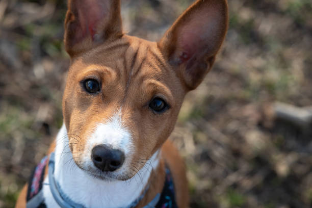 basenji 개 강아지는 포스터, 배너, 전단지 및 기타 물건에 적합 합니다. - 바센지 뉴스 사진 이미지