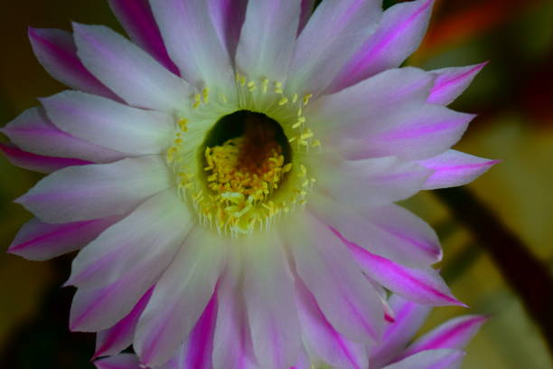 istock blooming queen of the night cactus 1148048983